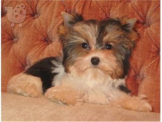PoulaTo: μίνι Yorkshire Terrier κουτάβι